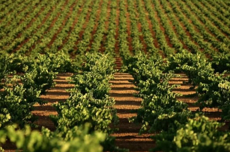 Premio Nacional de Periodismo Ruta dl Vino y Cava Ribera del Guadiana