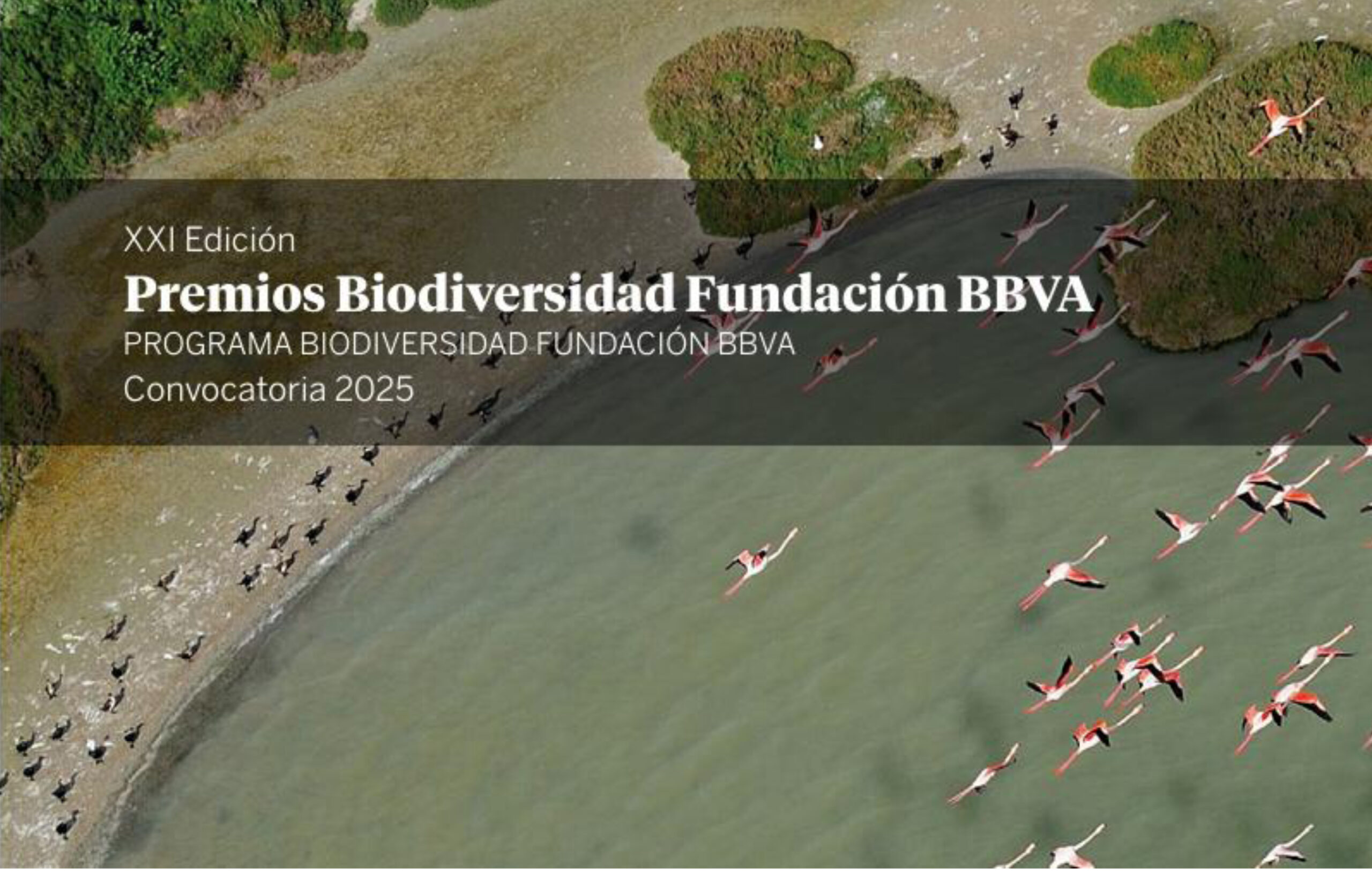 bbva copia
