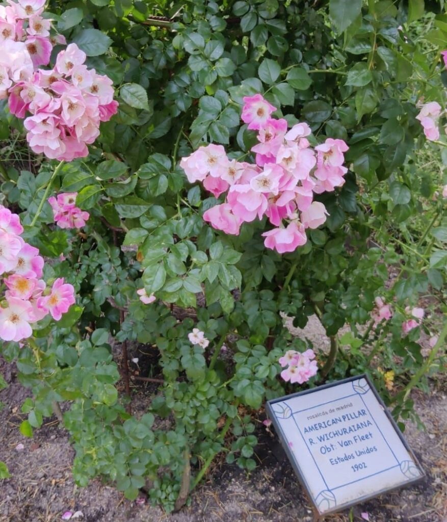 Rosal American Pillar. Foto: APM