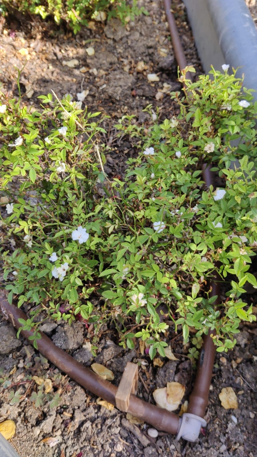 Rosa miniatura.
